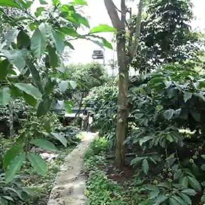 A path through the coffee plants on the estate