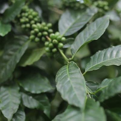 Green coffee cherries ripening on the branch