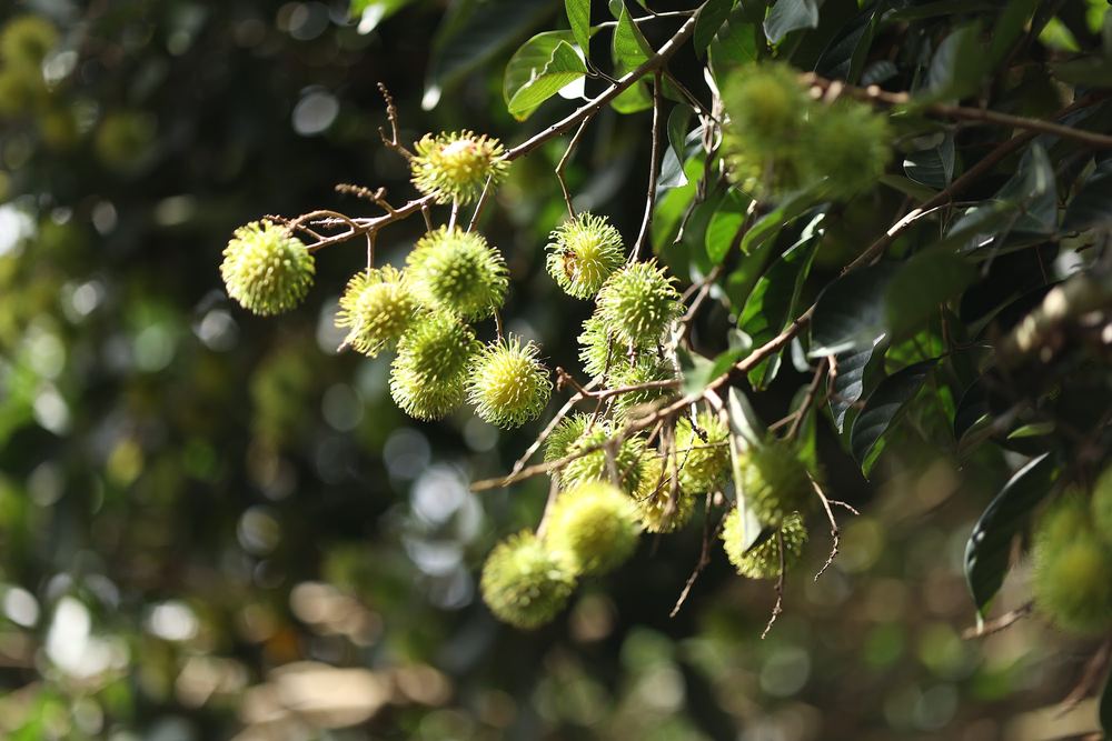 Ripe rambutan clustered on a branch in dappled sun
