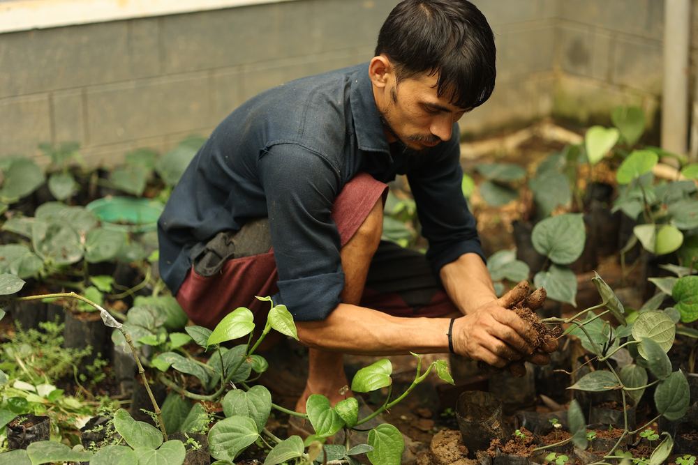 Hands repotting a young pepper vine into a nursery bag