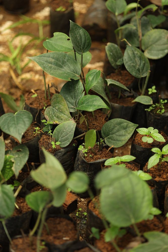 Rows of young seedlings in black nursery bags