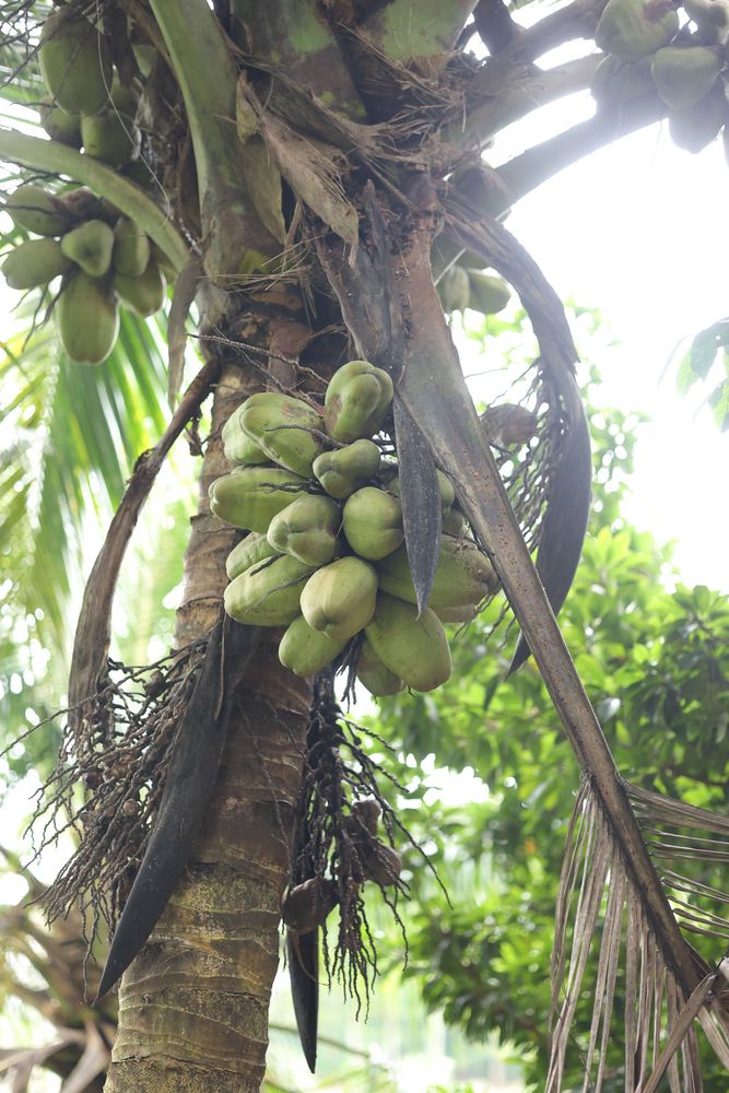 Green coconuts clustered on a palm