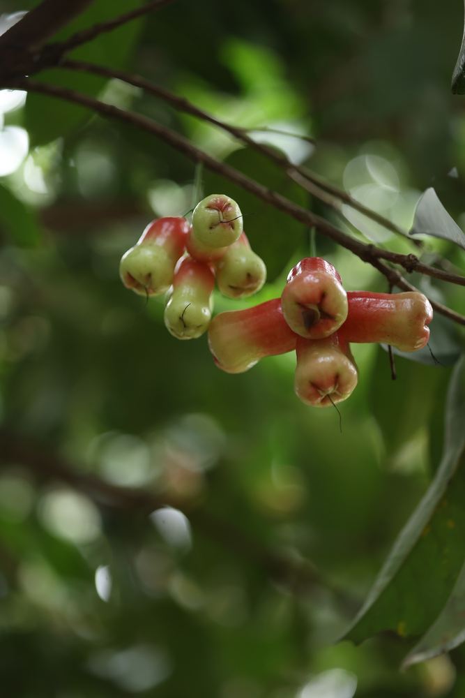 Rose apples clustered against green leaves