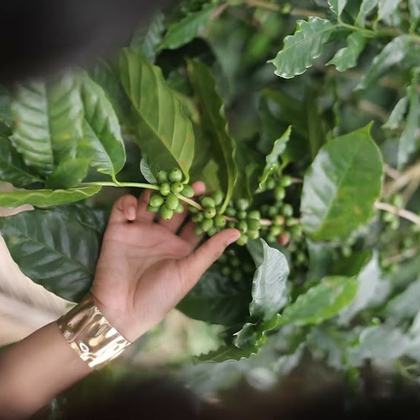 Coffee cherries ripening on the bush