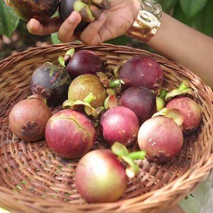 A basket of mangosteens picked on the estate