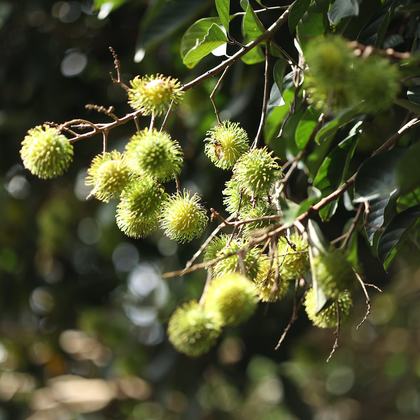 Rambutan ripening on the branch
