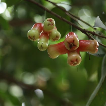 Rose apples on the tree